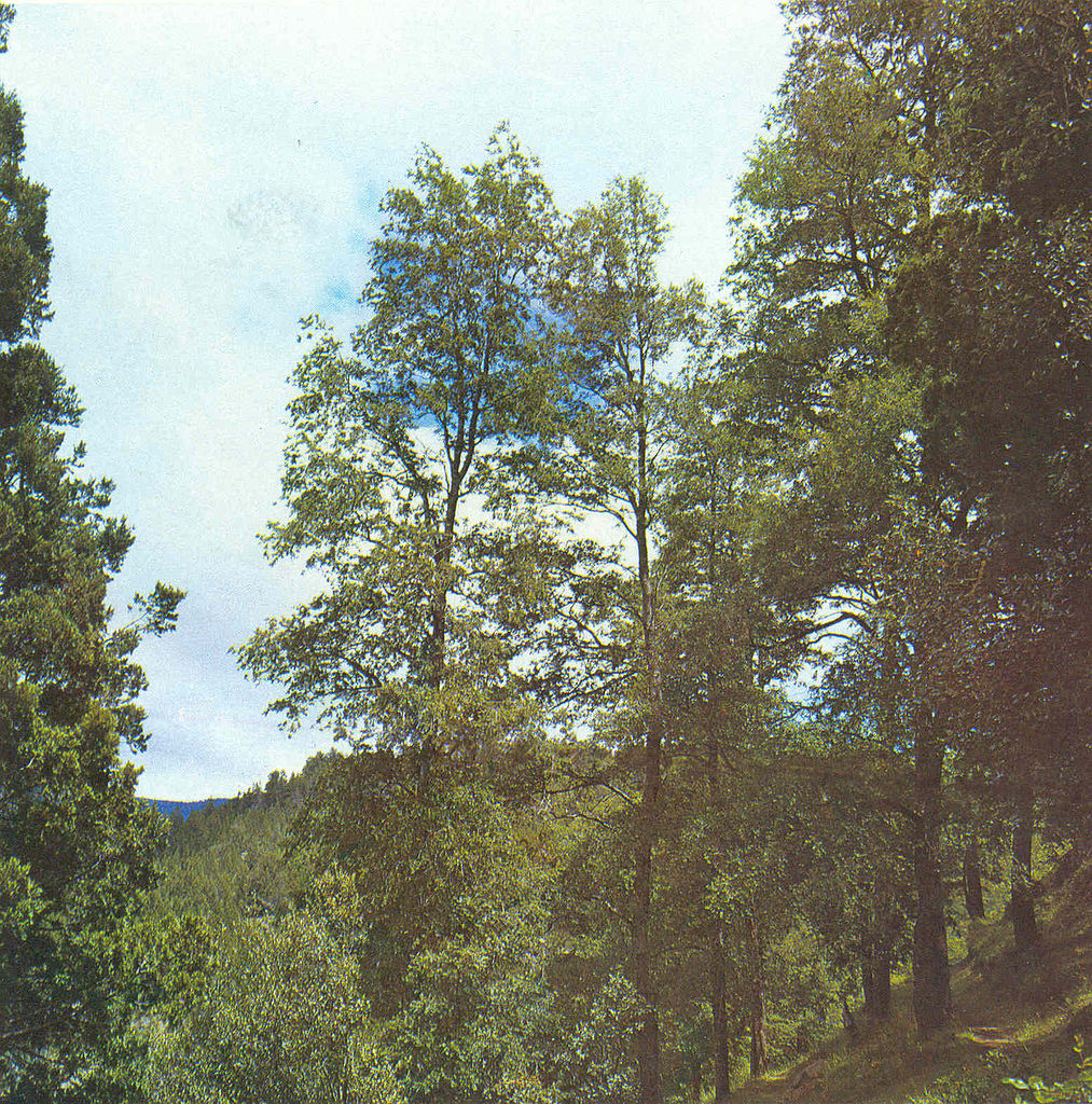 Raulí Imagen portada