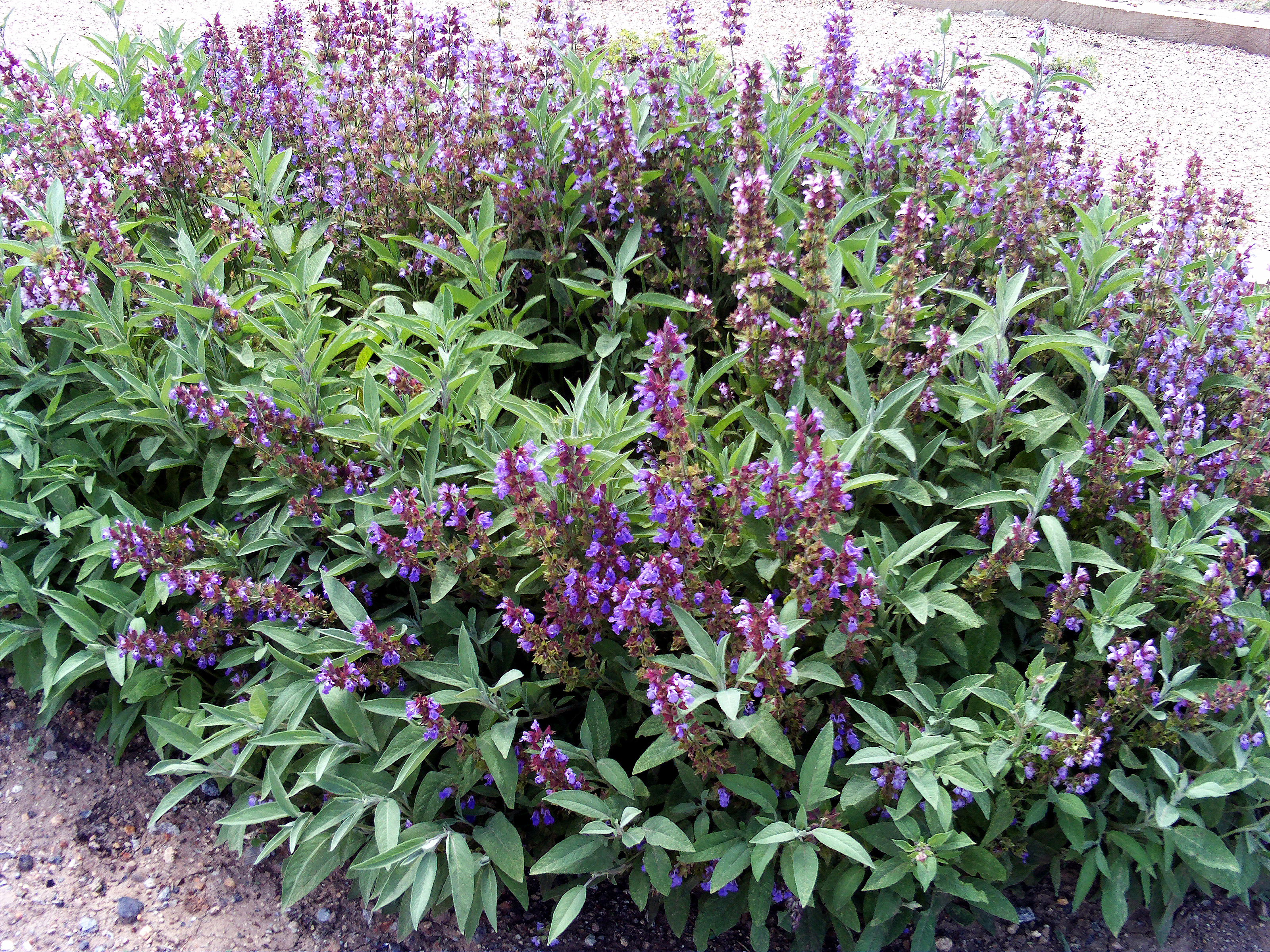 Salvia Imagen portada