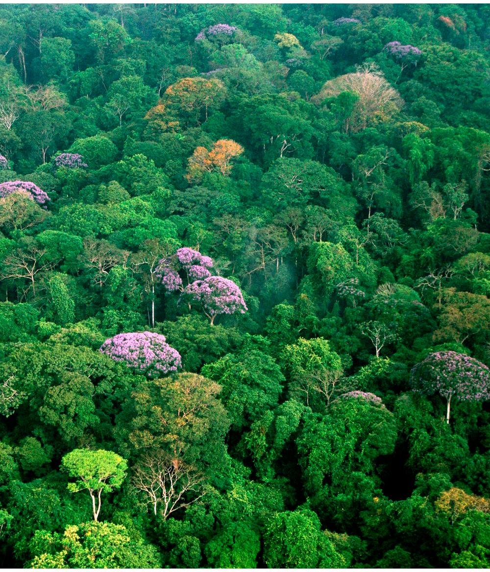 Selva en Panamá Imagen portada
