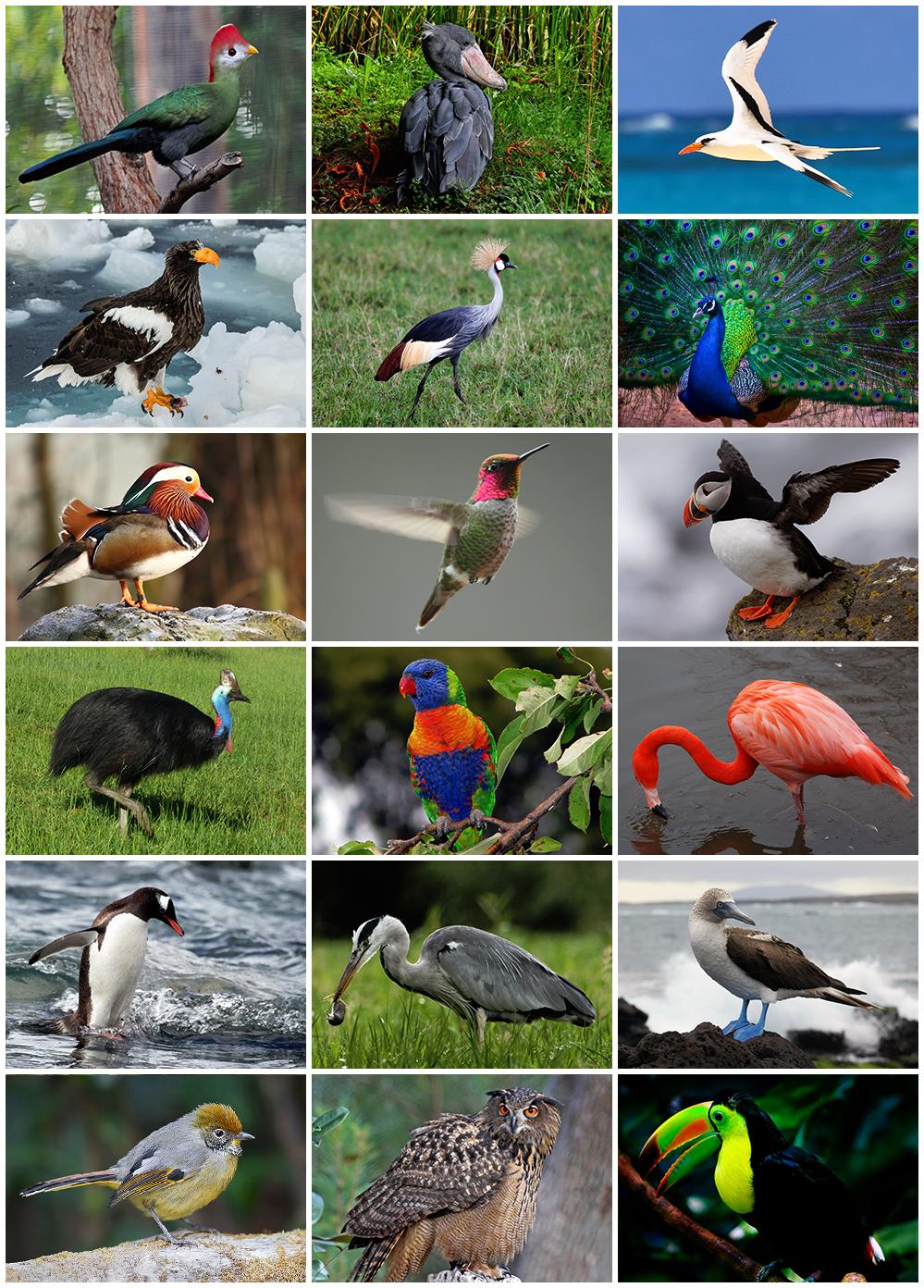 Pájaros de diferentes especies Imagen portada