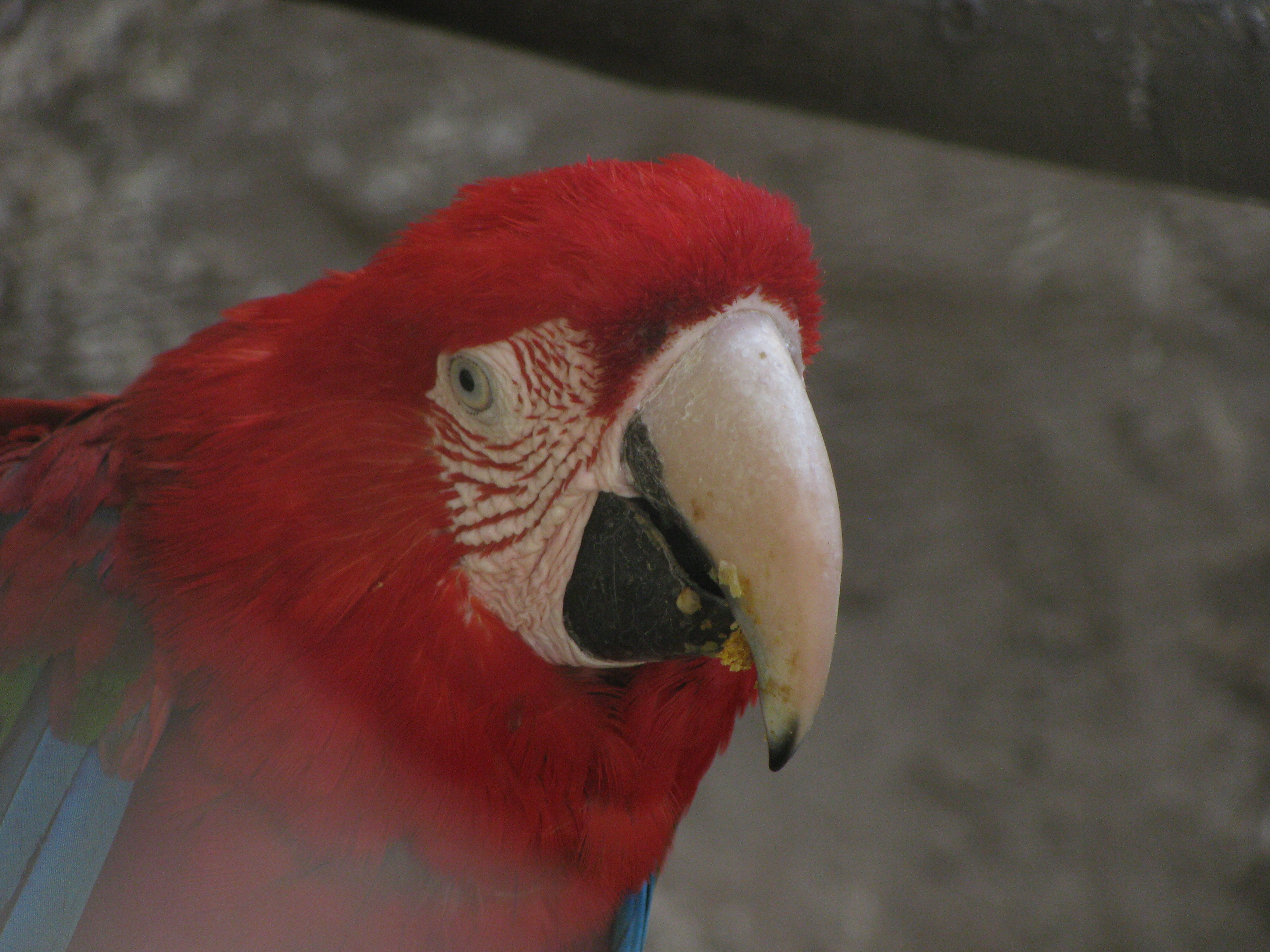Papagayo (3) Imagen portada