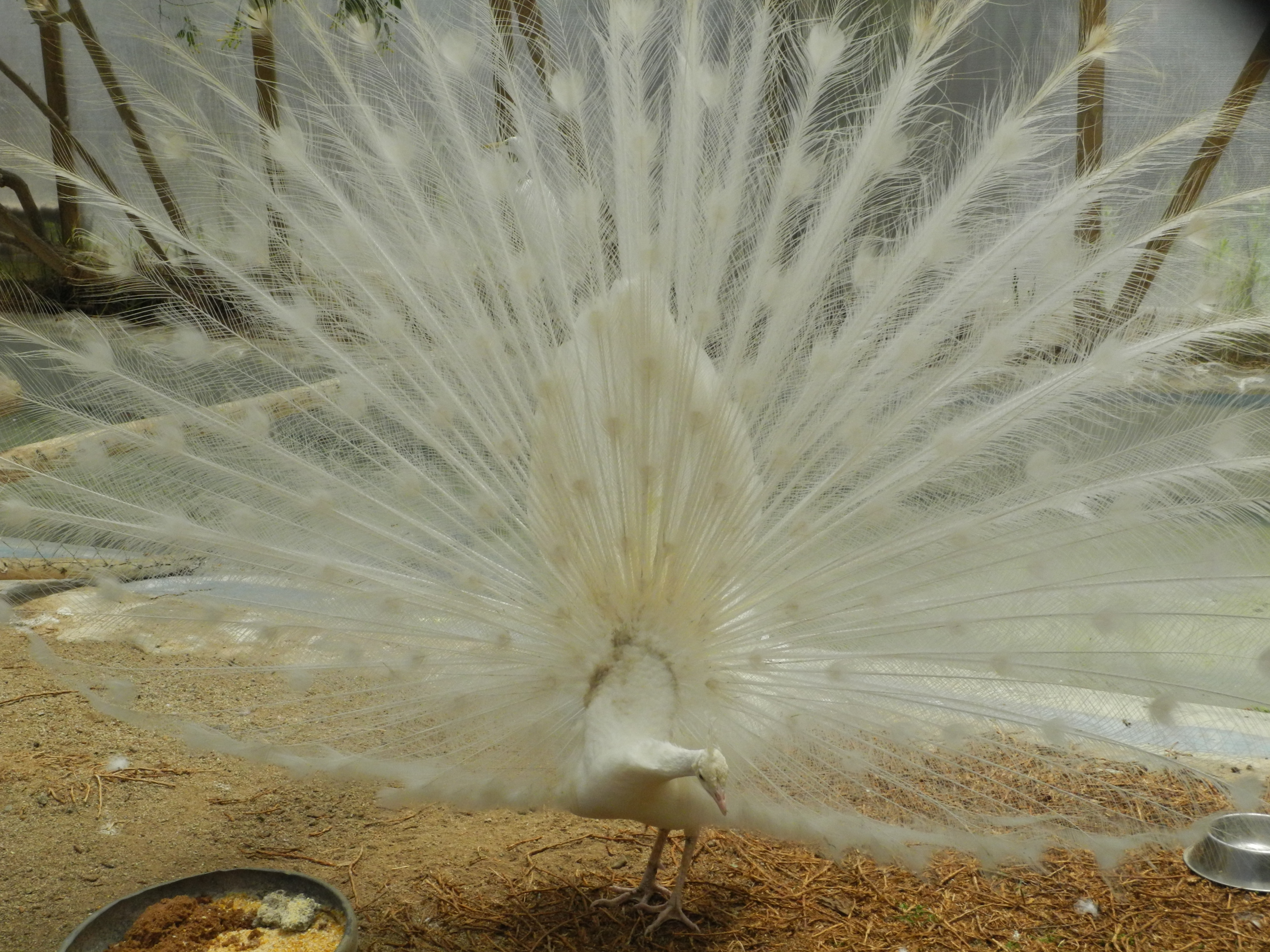 Pavo real blanco Imagen portada