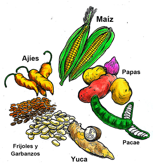Productos agrícolas incas Imagen portada