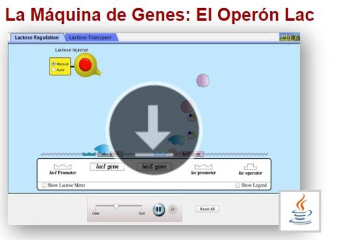 La Máquina de Genes: El Operón Lac Imagen portada