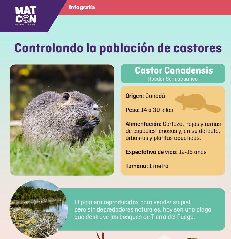 Control de la población de castores