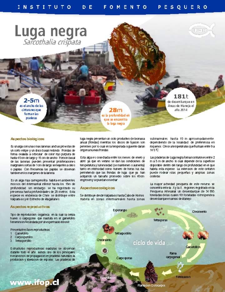 Luga negra Imagen portada
