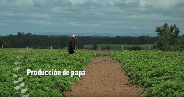 Producción de papa Imagen portada